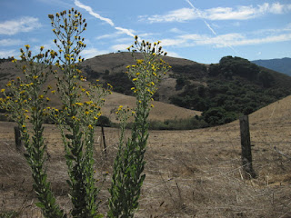 Dry hills with tall flowering stalks in the foreground, San Juan Grade, San Juan Bautista, California 