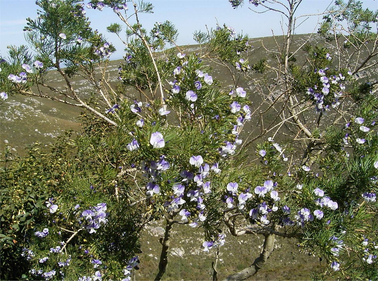 Psoralea affinis