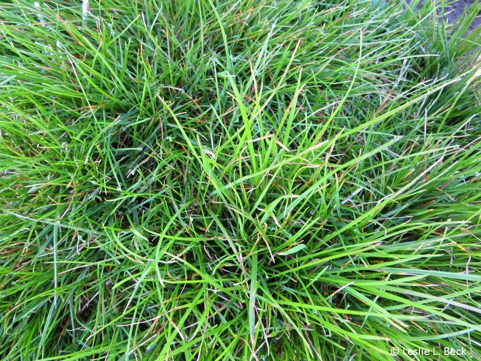 purdue turf tips weed of the month for november 2014 is roughstalk bluegrass weeds