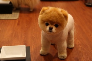50 Awesome Pictures of World's Best Dog Boo 50 Awesome Pictures of World's Best Dog Boo