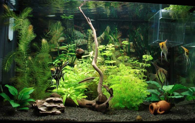 allestimento acquario piante finte: aqua tutorial come allestire ... - Allestimento Acquario Dolce Con Piante Vere allestimento acquario piante finte: aqua tutorial come allestire ... - Allestimento Acquario Dolce Con Piante Vere