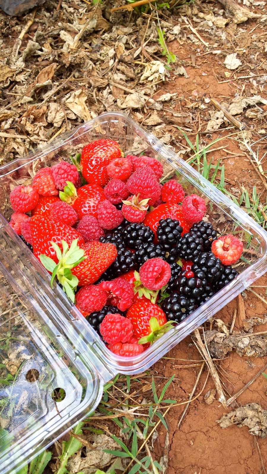 RDO Melbourne Blue Hills Berry Farm, Silvan