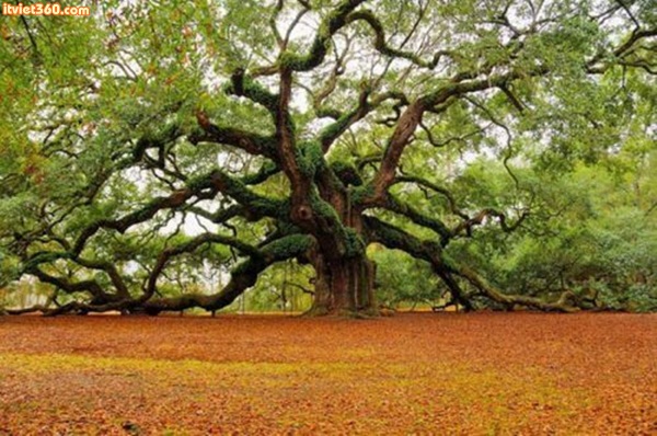 1500 year old Angel Oak in Charleston, South Carolina