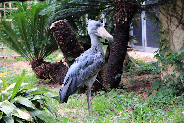 上野動物園のハシビロコウ