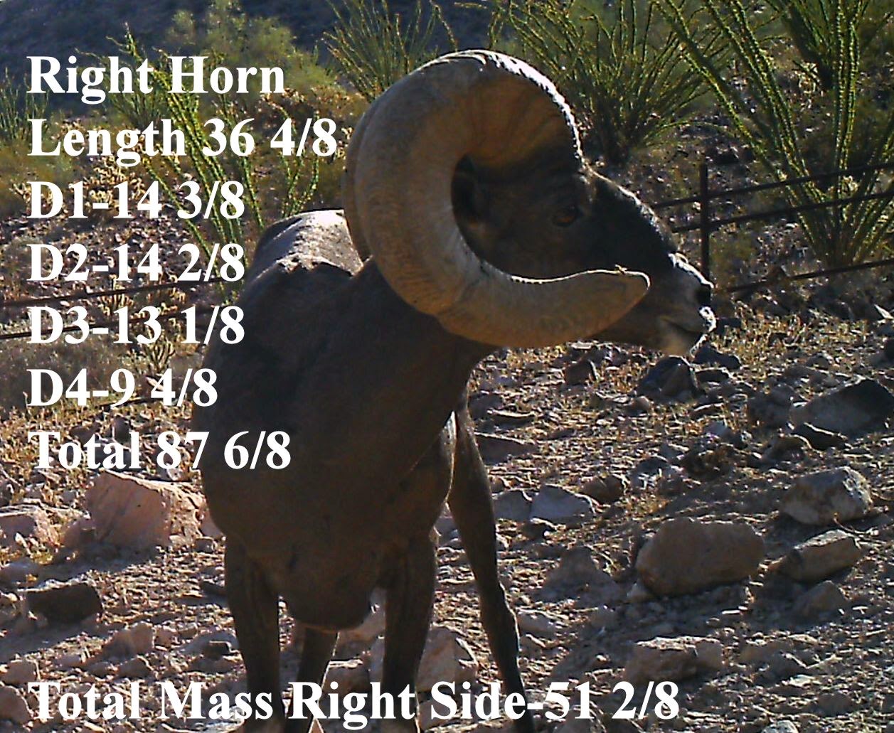 Dave+Ram+with+scores.++WHAT+DOES+THIS+RAM+SCORE.+How+to+score+bighorn+sheep.++Field+Judging+and+Scoring+Desert+Bighorn+Sheep+with+Jay+Scott+Outdoors+and+Colburn+and+Scott+Outfitters.jpg