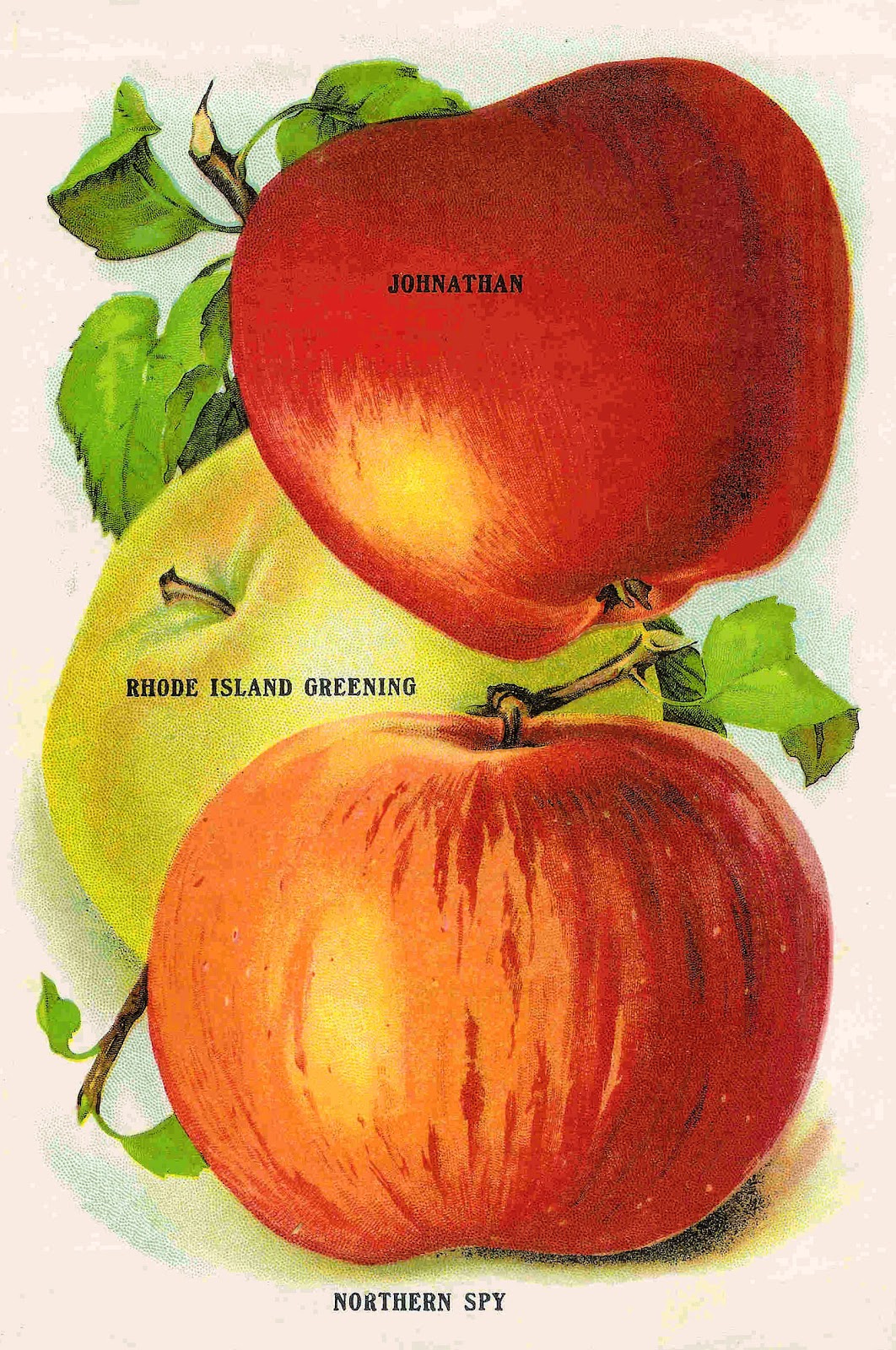 Antique Images Vintage Fruit Clip Art 3 Vintage Apple Clip Art from