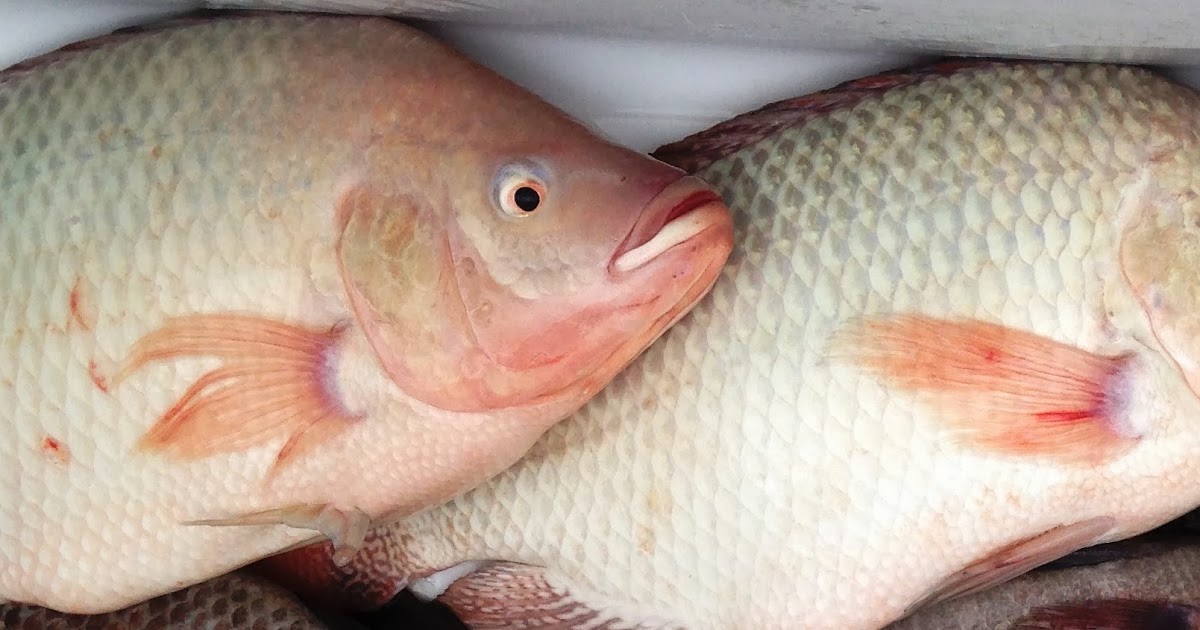 Enos the Tilapia Man Why Raise Tilapia They Grow FAST!!!!