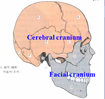MBBS Medicine (Humanity First): Skull Anatomy
