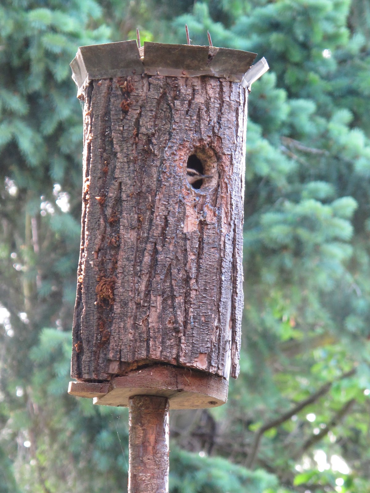 Bea that as it Mae..... The Nuthatches and the Log Bird House