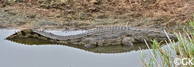 Nilkrokodil (Crocodylus niloticus cowiei)