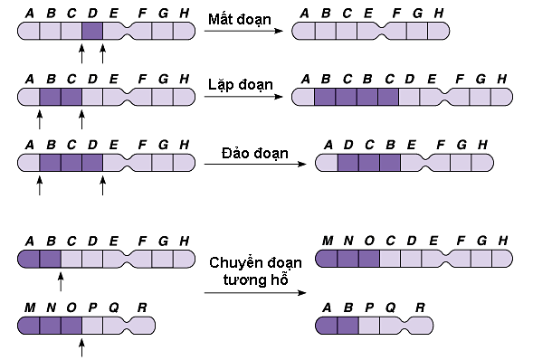 ca%2Bdang%2Bdot%2Bbien%2Bcau%2Btruc%2Bnst.png