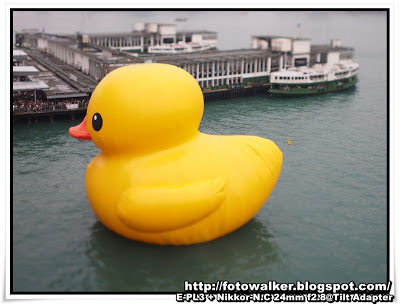 Rubber Duck@香港