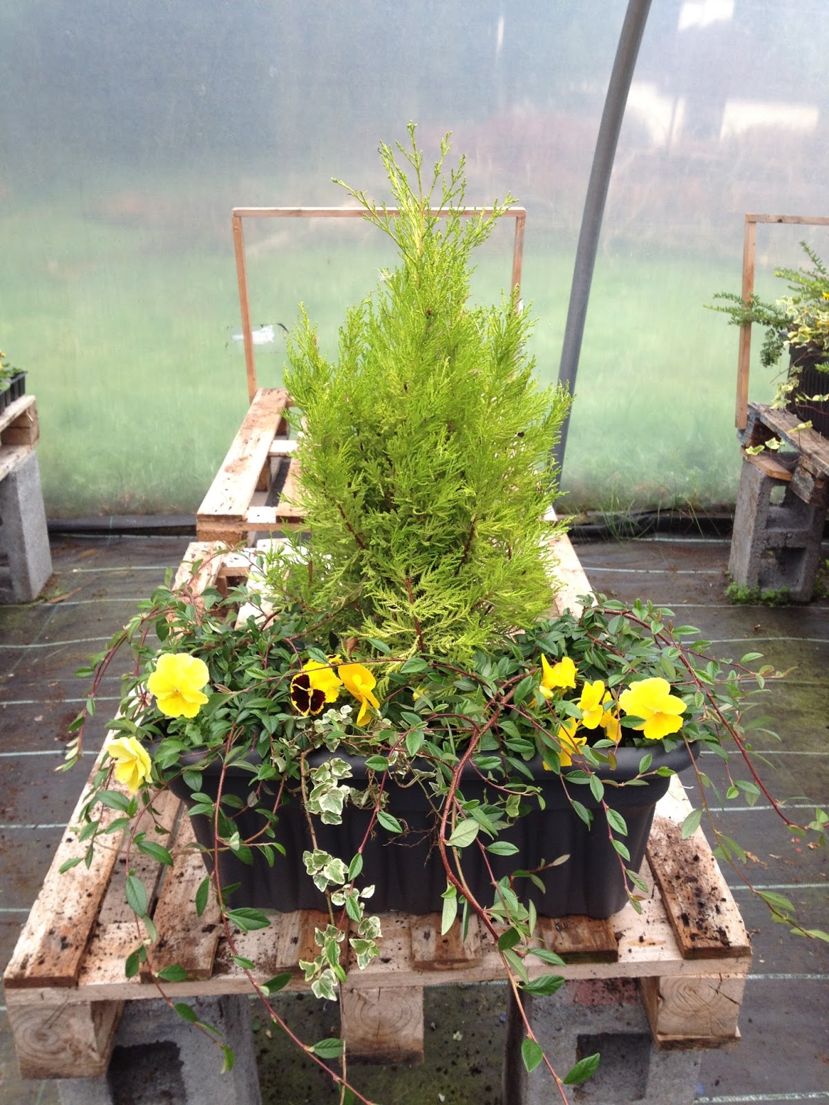 Bonney Lassie I M In A Quandary