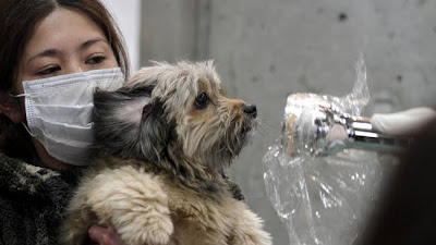 perro escaneado por radiacion en japon 2011 fotos