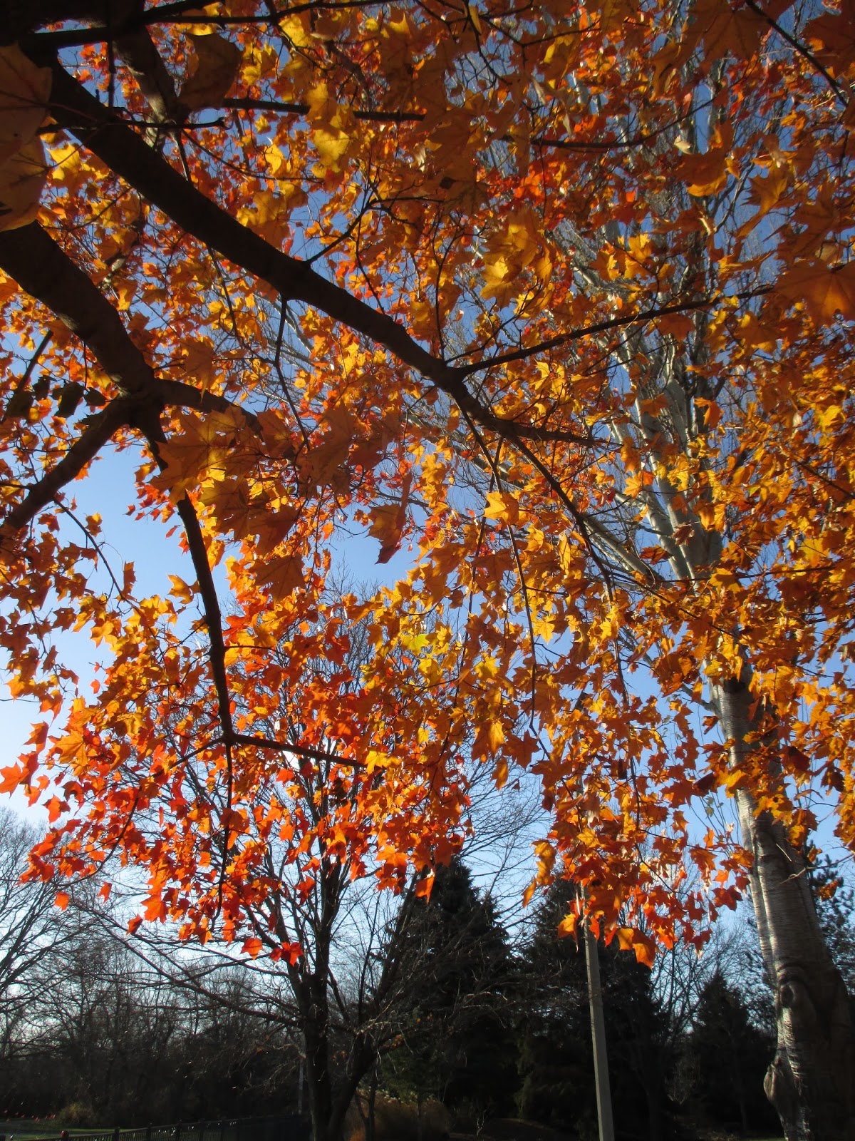 Frontiers Phytopharmacology And Clinical Updates Of Berberis