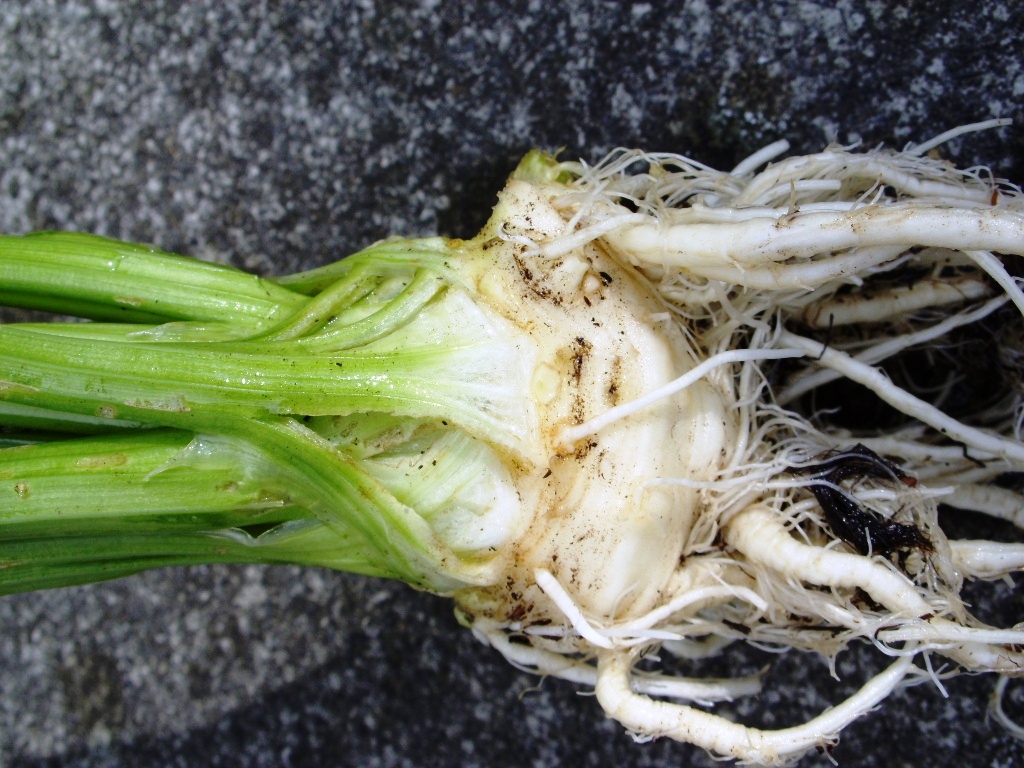 Kelli's Northern Ireland Garden Veg Update (Peppers, Broccoli, Cabbage