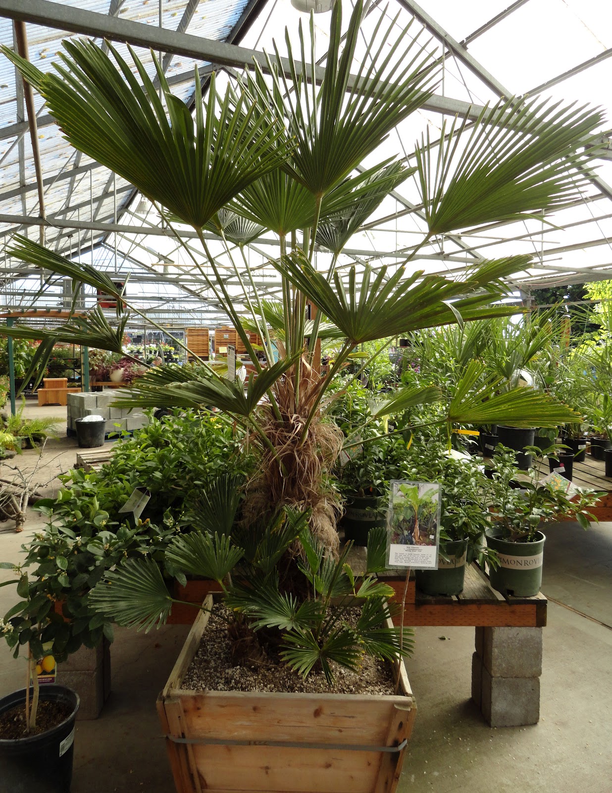 danger garden Is it too early to buy my Christmas Tree Palm?