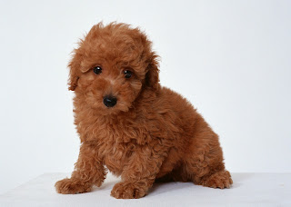 Poodle Puppy Pictures Information