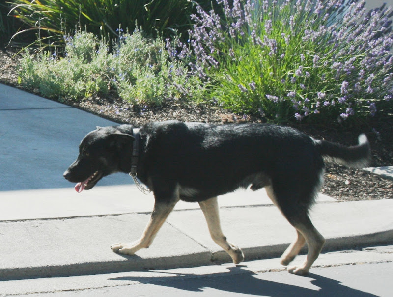 black and tan shepherd mix buster walking along sidewalk off leash, in front of a lavender plant