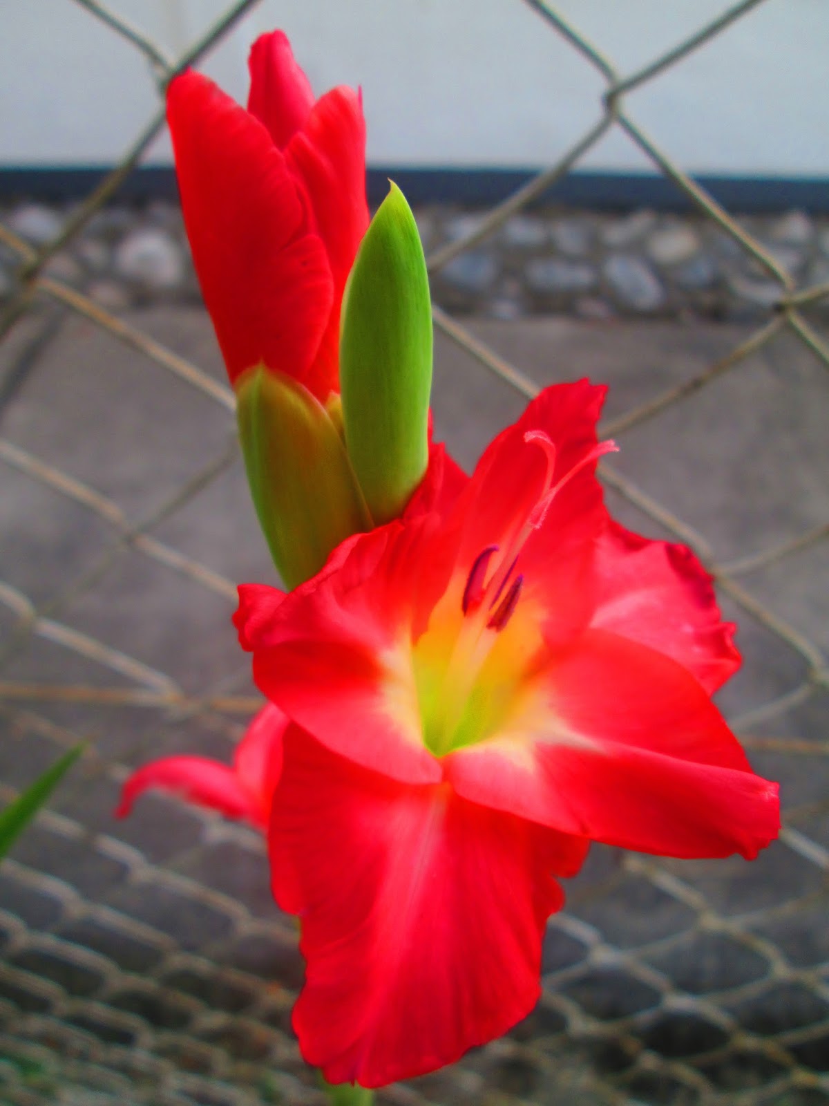 Seeds For Sale Online GLADIOLUS bulbs for sale