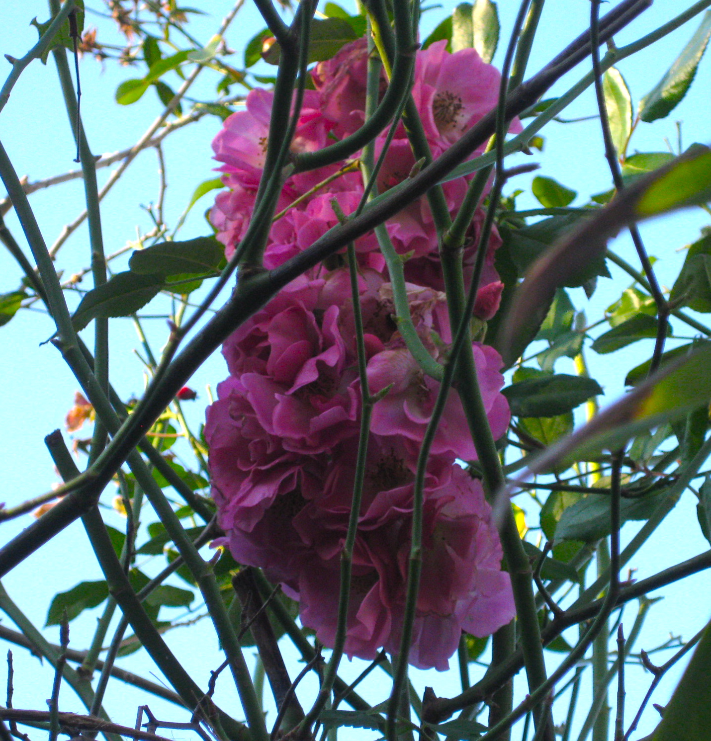 Preston Bissett Nurseries And Country Shop Shrubs And