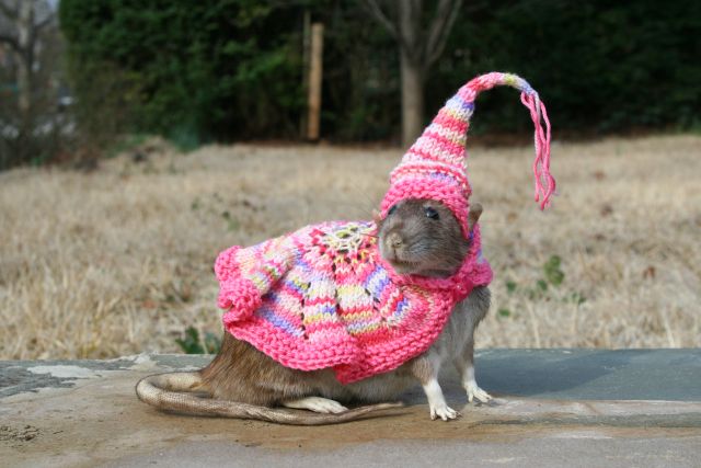 Image result for Rodents Wearing Clothes