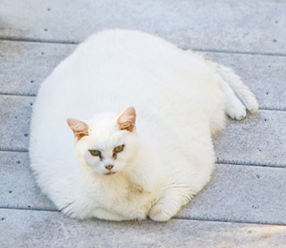 Great White Cat