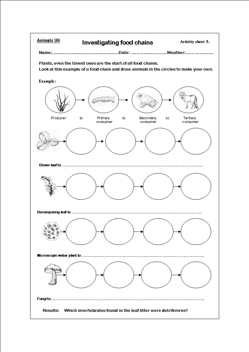 Food Web Food Chain Worksheets Teachers Pay Teachers