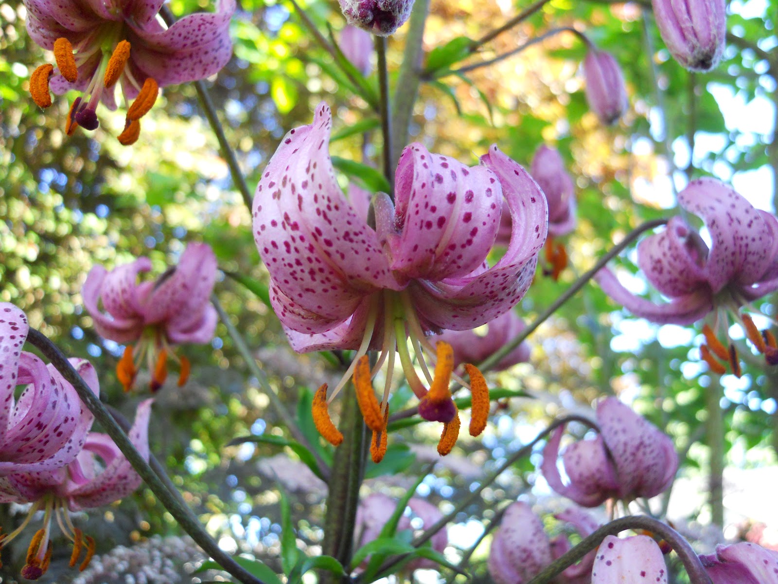 Beech Street Gardens Martagon Lily Update
