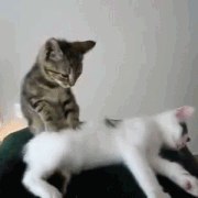 cat-giving-massage-gif.gif