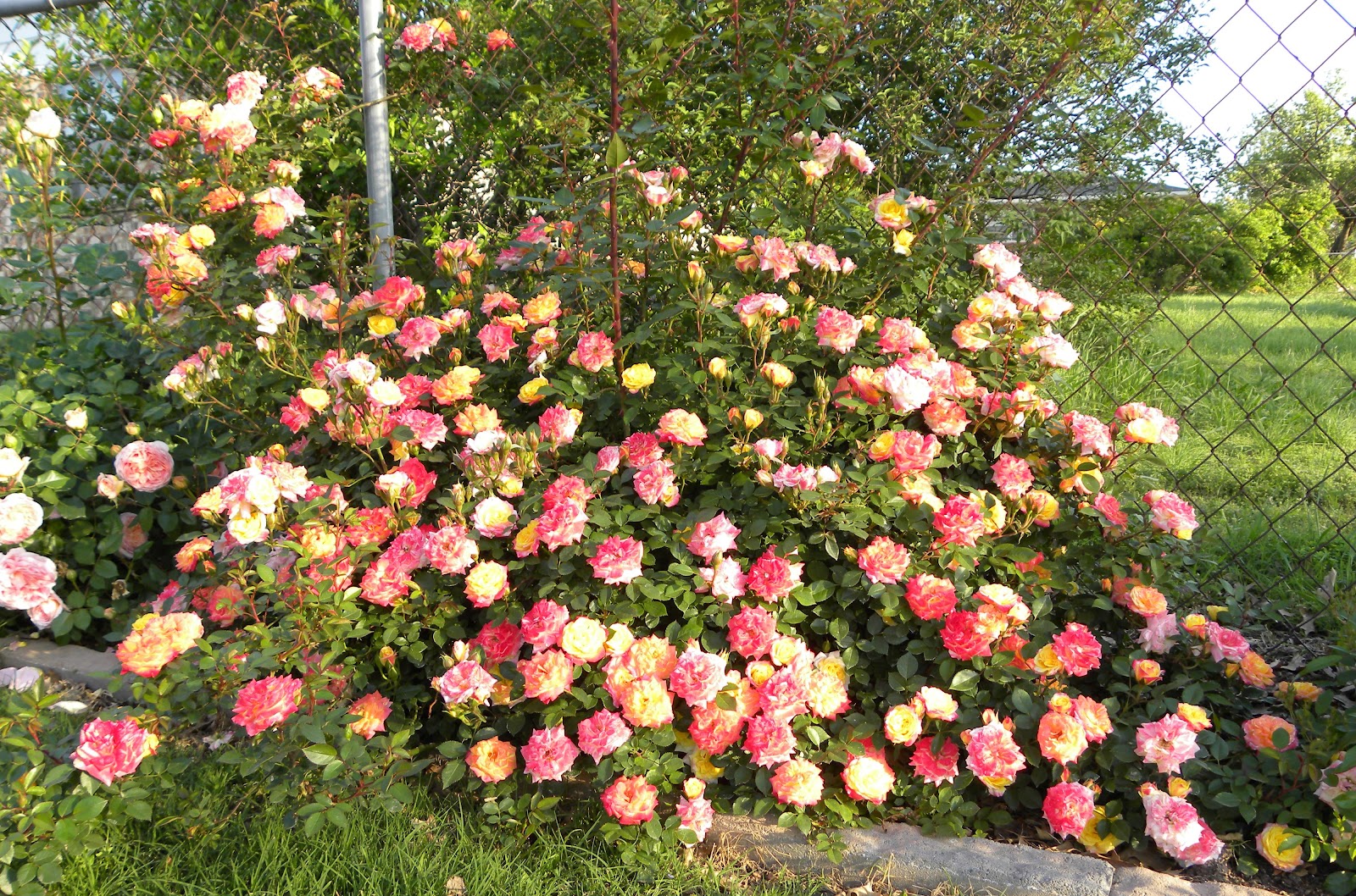 Red Dirt Roses April 2012