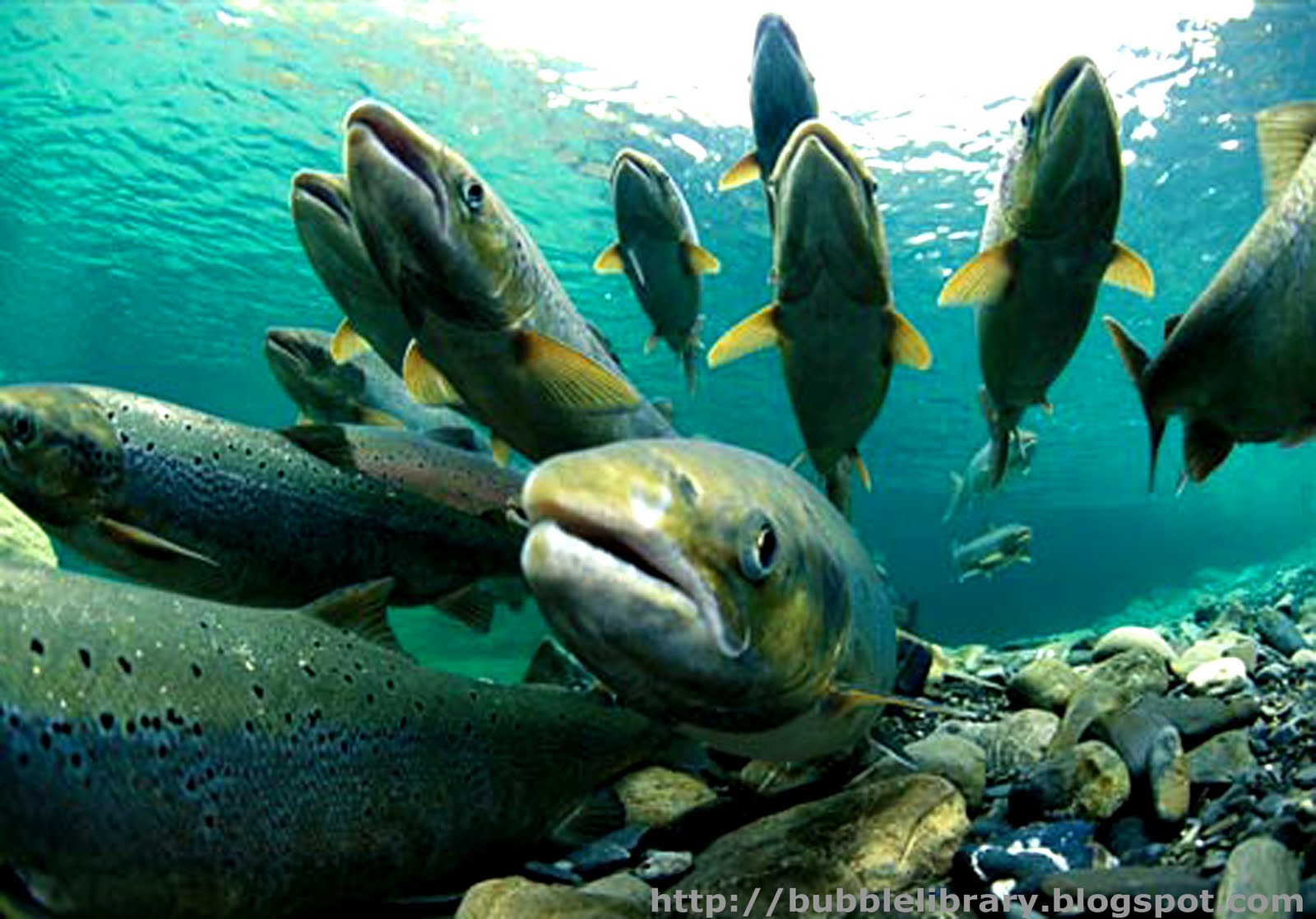 B u B b L e L i B R A R Y Where do salmon go to breed?