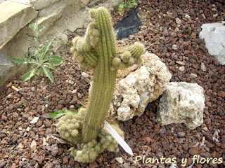 Weberbauerocereus weberbaueri