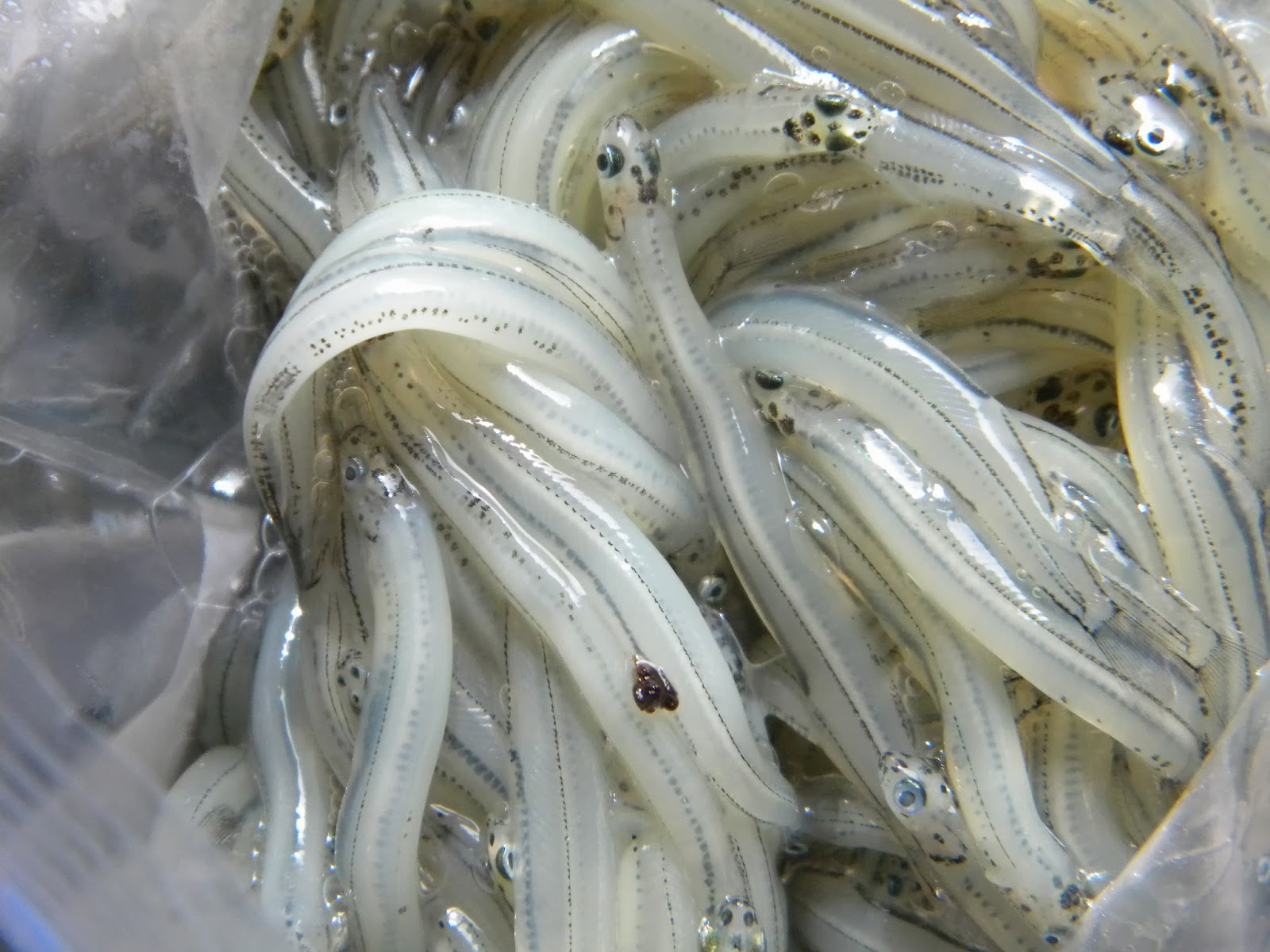 Another Day in New Zealand Whitebait!