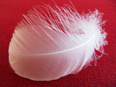 White feathers after someone dies