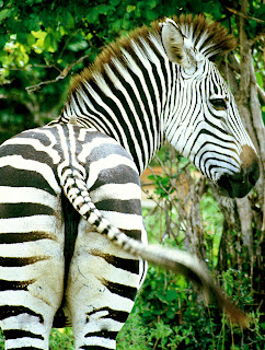 travel with children tanzania safari travel with children kids tanzania safari eco sustainable