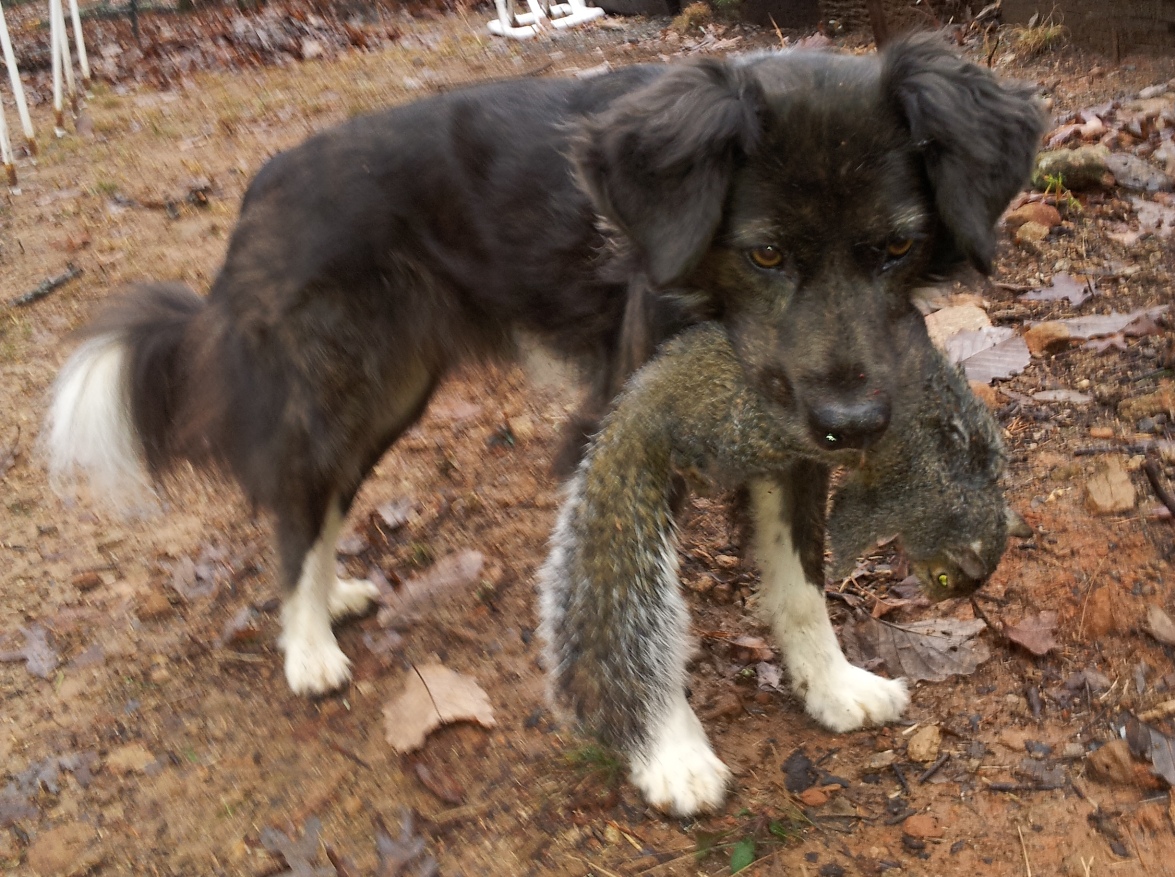 The Days of Johann, an agility dog! How to catch a squirrel by master squirrel catcher, Johann