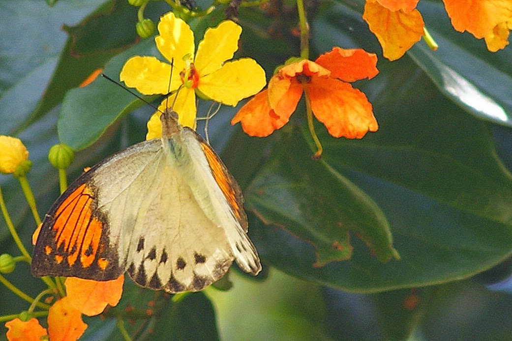 Animal Pollinated Flowers