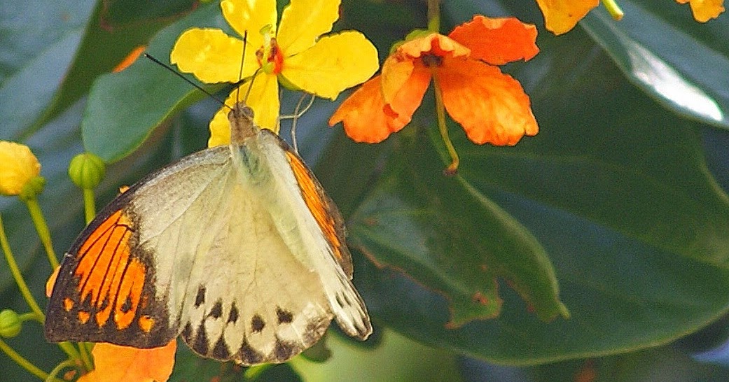 Animal Pollinated Flowers