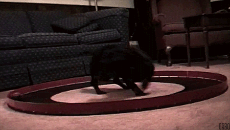 http://2.bp.blogspot.com/-KB9vp7CaybY/Ve8xs5Ku1tI/AAAAAAABdTQ/beDzmPagglQ/s1600/10-funny-gif-167-puppy-vs-train.gif