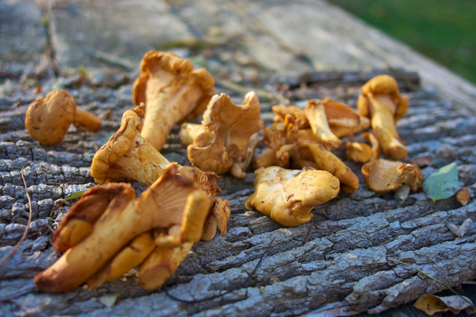 Chanterelle & Pea Pasta Healthy Eating Weekly Menu Plan Simple