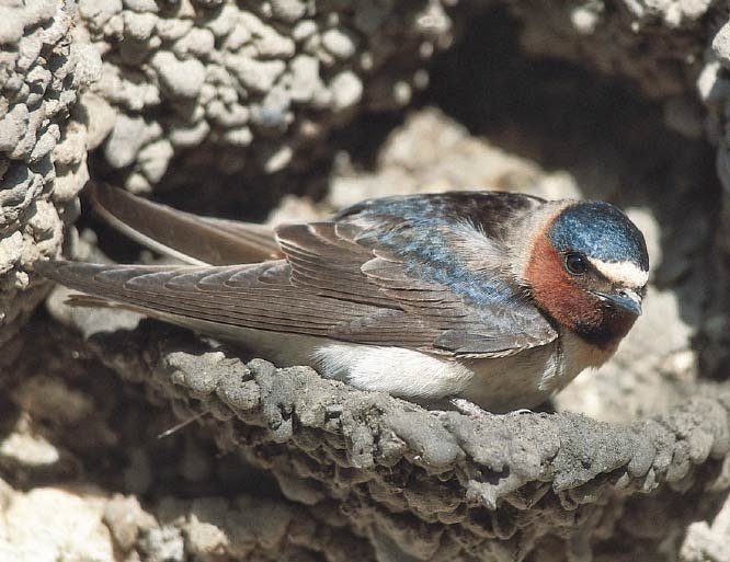 Something about American cliff swallow.