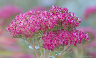 Sedum Arten und Sorten im Staudenbeet