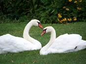 Swan to swan, they mate for life.