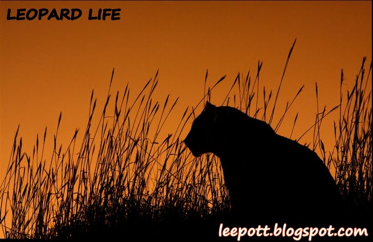 LEOPARD LIFE