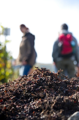 compost pile