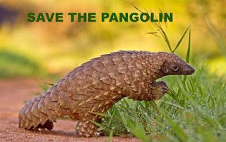 SAVE THE PANGOLIN!