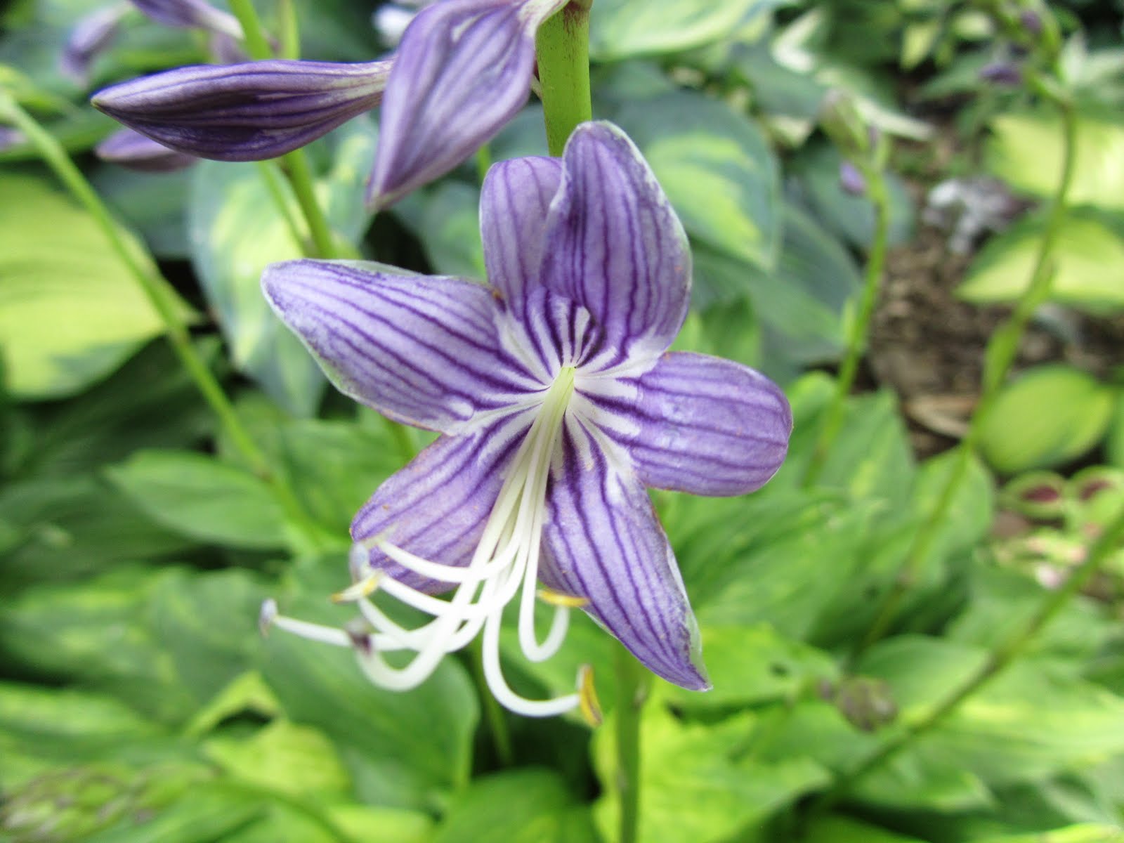 Cheesehead Gardening The often overlooked hosta flower