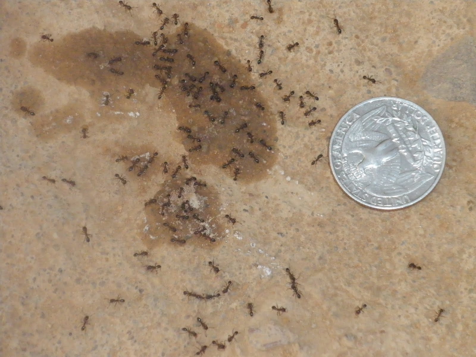 Ways to kill bed bugs, solution to bedbugs, tiny black ants with wings