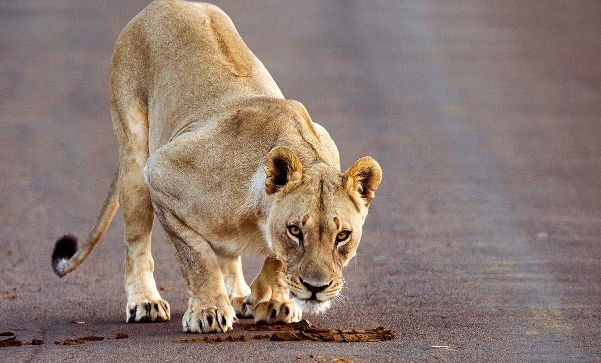 Puzzle Mit freundlichen Grüßen Kühler why do lions roll in poop Ja Bank